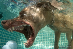 Hunde unter Wasserr