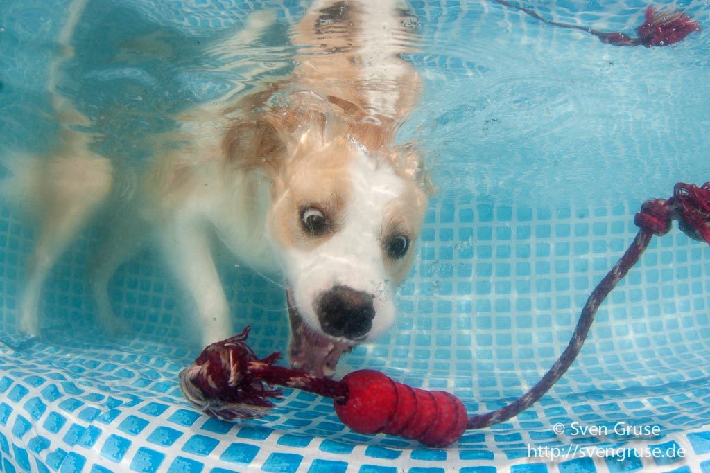 Fotoshooting Hunde unter Wasser 26. August 2017